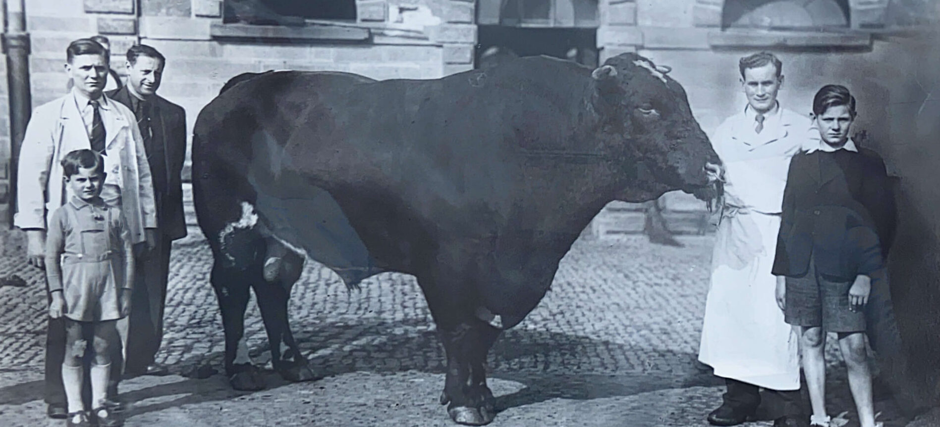 photo-taureau-mk (1)